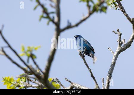 Indigo bunting Passerina cyanea, adult male perched in tree canopy, Higbee Beach, New Jersey, USA, May Stock Photo