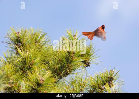 Northern cardinal Cardinalis cardinalis, adult male taking off, Coral Avenue, New Jersey, USA, May Stock Photo