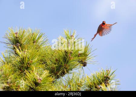 Northern cardinal Cardinalis cardinalis, adult male taking off, Coral Avenue, New Jersey, USA, May Stock Photo
