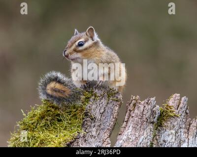 A Closeup shot of a small chipmunk perched on a tree trunk Stock Photo