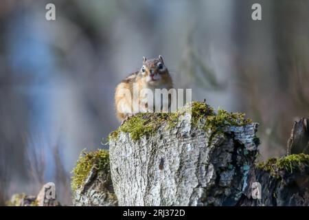 A Closeup shot of a small chipmunk perched on a tree trunk Stock Photo
