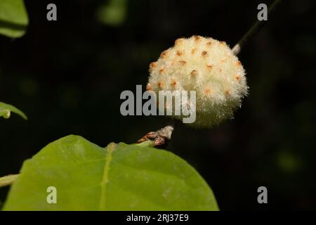 Wool sower Callirhytis seminator, gall attached to oak tree, Cox Hall Creek Wildlife Management Area, New Jersey, USA, May Stock Photo