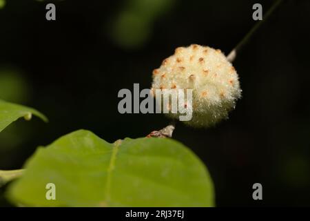 Wool sower Callirhytis seminator, gall attached to oak tree, Cox Hall Creek Wildlife Management Area, New Jersey, USA, May Stock Photo