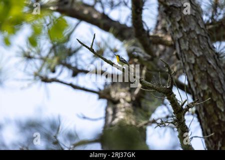 Yellow-throated warbler Setophaga dominica, adult male perched in woodland canopy, Belleplain State Forest, New Jersey, USA, May Stock Photo