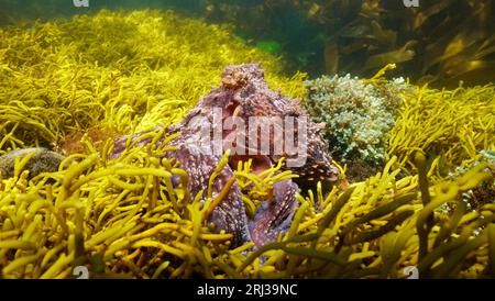 Common octopus sea animal (Octopus vulgaris) underwater in the Atlantic ocean, natural scene, Spain, Galicia Stock Photo