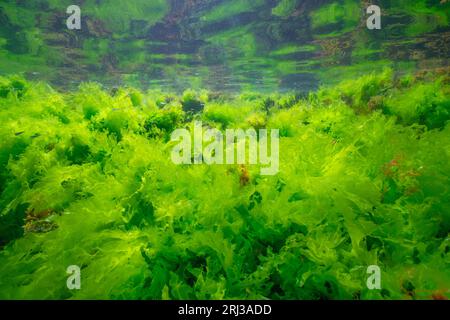 Sea lettuce green algae underwater (Ulva lactuca seaweed) below water surface in the Atlantic ocean, natural scene, Spain, Galicia Stock Photo