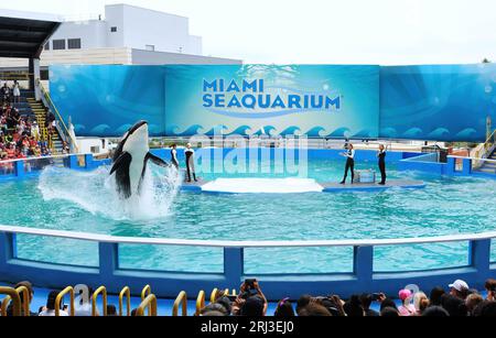 Killer whale Lolita performs at Miami Seaquarium in Key Biscayne. The orca, who has been in captivity since 1970, and was the oldest killer whale in captivity, died on August 18, 2023 as officials were preparing to send her back to her home waters in the Pacific Northwest. Stock Photo