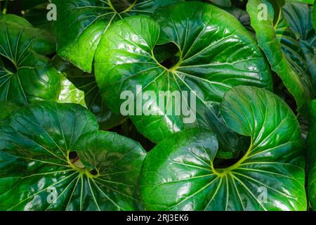 Leopard plant Farfugium japonicum Giganteum leaves Stock Photo