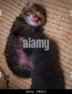 Adorable two tabby kittens sleeping in a large ball of soft yarn, cozy and content Stock Photo