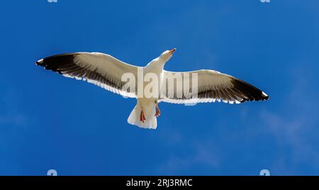 A white and grey seagull flying in the bright blue sky with small white clouds scattered across it Stock Photo