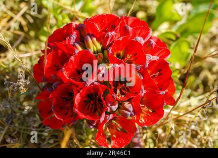 A close-up view of a Bomarea ovallei flower in full bloom Stock Photo