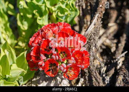 A close-up shot of a vibrant red Bomarea ovallei flower growing on a tree Stock Photo