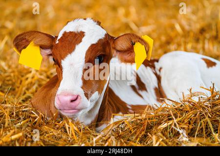 Close cute young calf lies in straw. calf lying inside dairy farm in ...