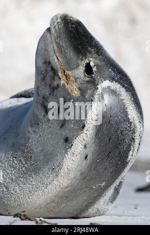 A female Leopard Seal, Hydrurga Leptonyx, on a beach in The Falkland Islands. Stock Photo