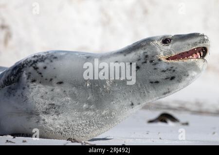 A female Leopard Seal, Hydrurga Leptonyx, on a beach in The Falkland Islands. Stock Photo