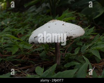 Toxic False Parasol or Chlorophyllum molybdites mushroom that causes vomiting. Photographed on forest floor surrounded by green leaves. Stock Photo