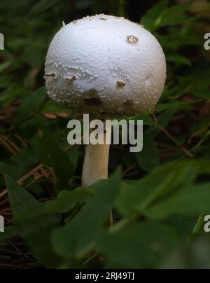 Toxic young False Parasol or Chlorophyllum molybdites mushroom that causes vomiting. Photographed with a disc snail on its stem and with a shallow dep Stock Photo