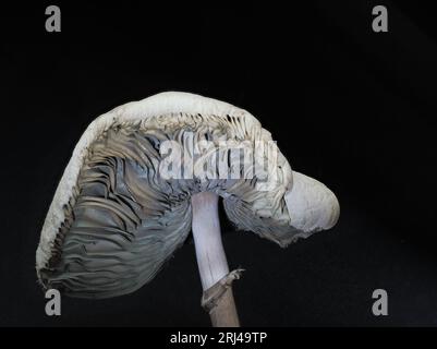 Close up the cap and upper stem of a toxic False Parasol or Chlorophyllum molybdites mushroom that causes vomiting. Photographed against a black backg Stock Photo