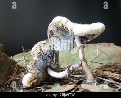 Close up decaying toxic False Parasol or Chlorophyllum molybdites mushrooms on the forest floor. Photographed against a black background with artifici Stock Photo