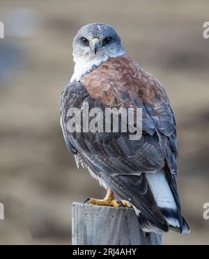 A Variable Hawk,Geranoaetus polyosoma, on a fence post on The Falkland Islands. Stock Photo