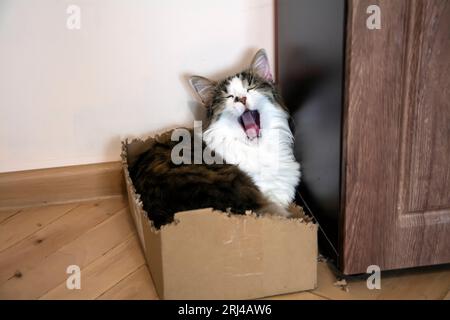 A closeup of a beautiful tabby domestic cat with long fur laying in a chewed cardboard box and yawning. Stock Photo