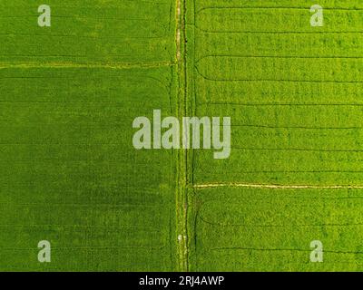Aerial view of a winding pathway cutting through an emerald green landscape in the countryside Stock Photo