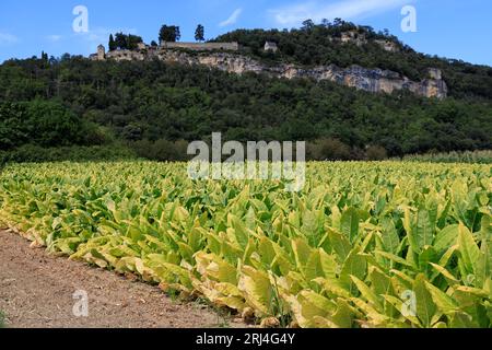 Culture du tabac entre La Roque Gageac et le château fort de Castelnaud en Périgord Noir. Périgord, Dordogne, France, Europe Stock Photo