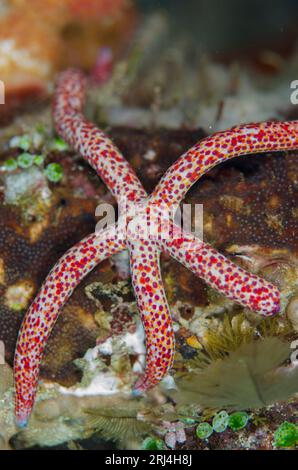 Multipore Sea Star, Linckia multifora, Mansuar Point East dive site, Yanbuba Island, Dampier Strait, Raja Ampat, West Papua, Indonesia Stock Photo