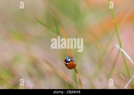 Ladybug climbing on a blade of grass Stock Photo