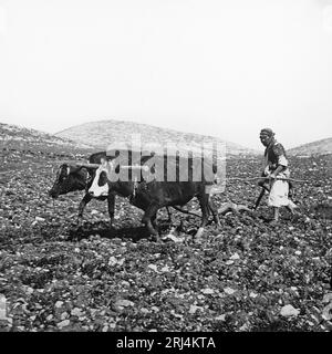 An early 20th century black and white photograph of a man ploughing a field with two Oxen and a basic plough, in Palestine. Stock Photo