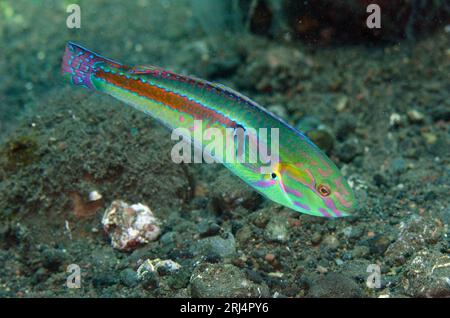 Colorful Fivestripe Wrasse, Thalassoma quinquevittatum, Pong Pong dive site, Seraya, Bali, Indonesia Stock Photo