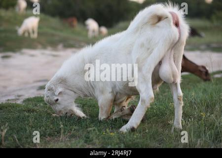 Cute goat on the summer meadow with grass. Outdoor landscape with goats Stock Photo