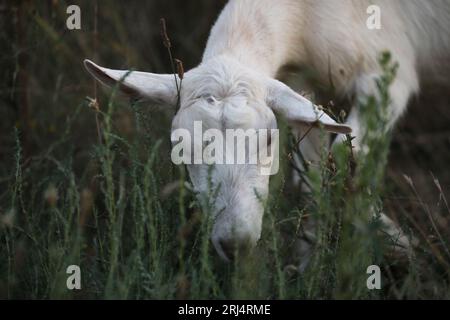 Cute goat on the summer meadow with grass. Outdoor landscape with goats Stock Photo