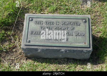 Hollywood, California, USA 23rd July 2023 This Tree Is Dedicated to the Memory of HollywoodÕs Immortal Dead Plaque and Tree, dedicated November 11, 1022 shown here on July 23, 2023 in Hollywood, California, USA. Photo by Barry King/Alamy Stock Photo Stock Photo