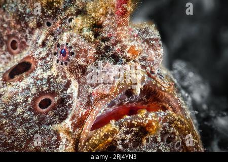 Anglerfish, also known as Frogfish here well camouflages in Lembeh Strait Stock Photo