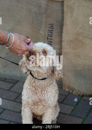 Labradoodle having a treat Stock Photo