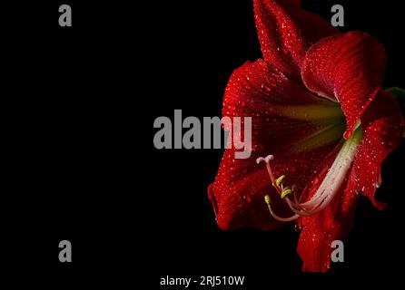 Vibrant red amaryllis flower on black background, showcasing delicate beauty in nature. Stock Photo
