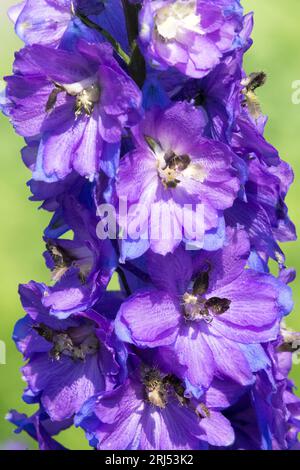 Delphinium Magic Fountain 'Dark Blue Dark Bee', Flower, Portrait, Larkspur, Perennial, Garden, Flowers Stock Photo