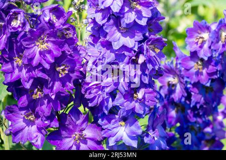 Larkspur, Delphinium Magic Fountain Dark Blue Dark Bee, Garden, Delphiniums, Flower Stock Photo