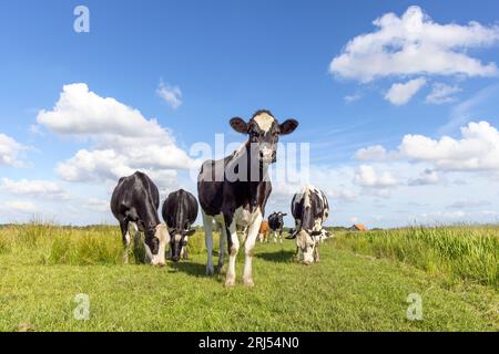 Oncoming cow and cows in a field grazing, frisian holstein, standing in a pasture, a happy group, a blue sky and horizon over land Stock Photo