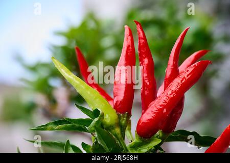 Red chilli peppers ripening on the plant Stock Photo