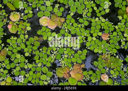 Green aquatic plants grow on the dark water surface. Natural background. Stock Photo