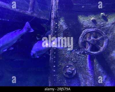 Cover of the upper manhole of a submarine with a red rotary valve wheel. Stock Photo