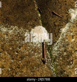 Pine Pollen on the path after Wind and Rain Stock Photo