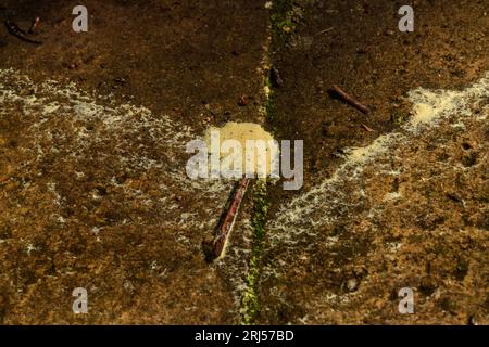 Pine Pollen on the path after Wind and Rain Stock Photo