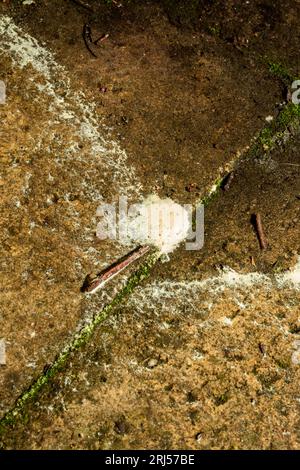 Pine Pollen on the path after Wind and Rain Stock Photo