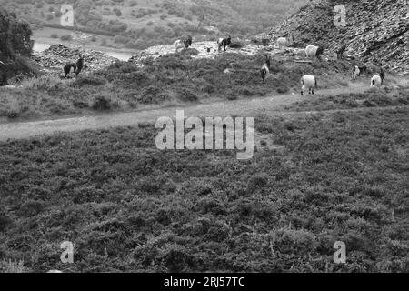 Wild goats at Dinorwig slate quarry Stock Photo