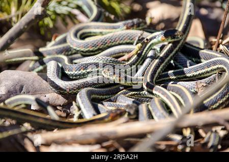 Garter snake in mating snake ball Stock Photo