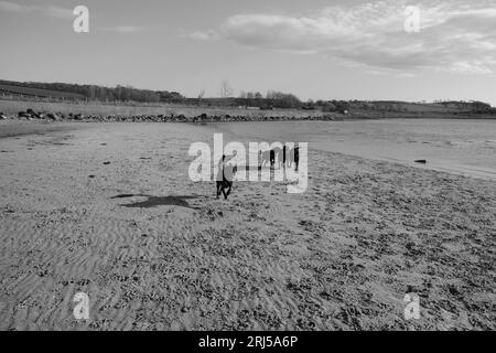 Dogs playing on a beach Stock Photo