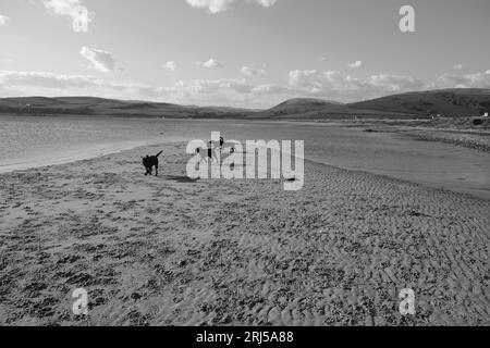 Dogs playing on a beach Stock Photo